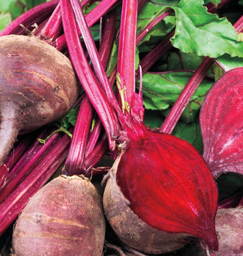 BT161 Beets Detroit Supreme